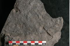 Foto (Detailansicht) von Plantae indet.  (NHMW-GEO-2024-0188-11493)